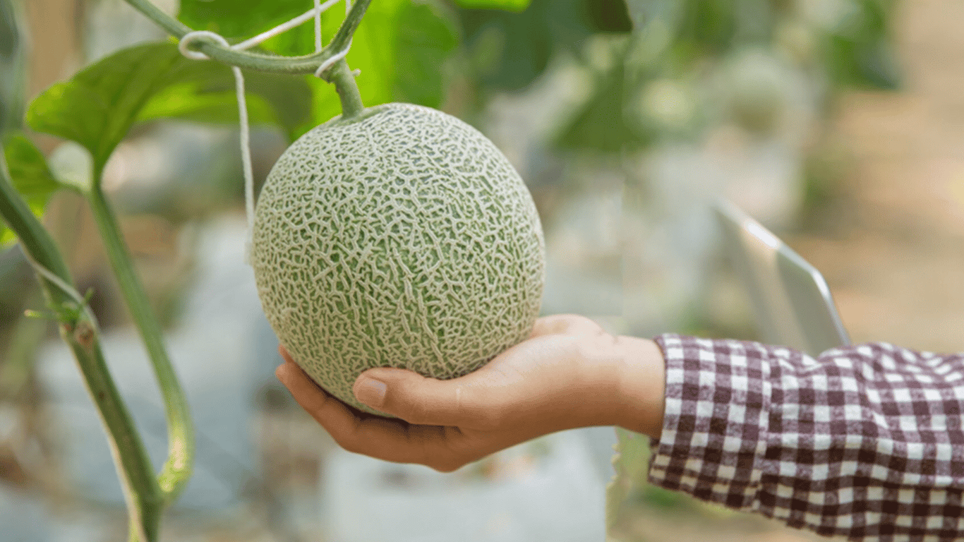 Wytrzymują zmiany temperatury - które odmiany melona są najlepsze
