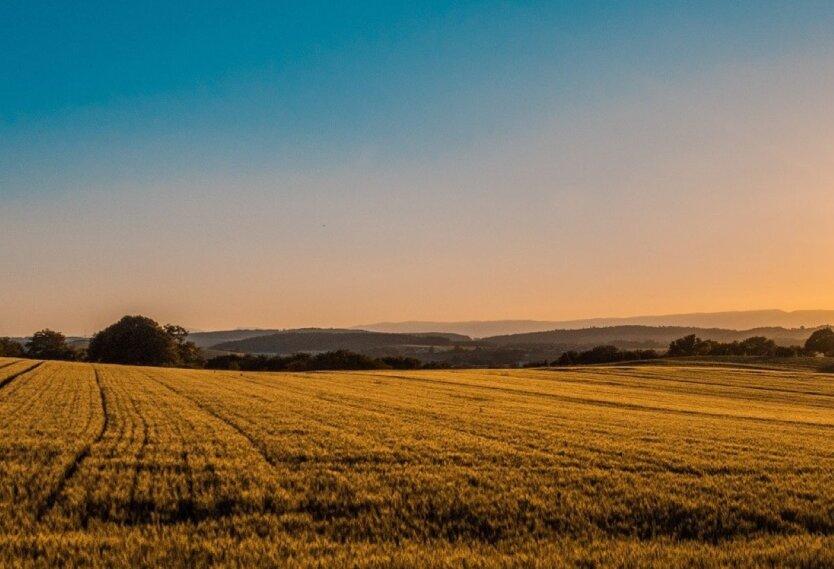 Land Auctions: Prices Increased 3.3 Times in a Week
